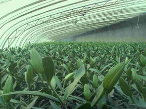 百合鲜切花图片,百合鲜切花高清图片 江苏东海双店白云滑石粉厂,