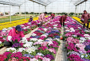 广东花卉 传统产业插上文化翅膀