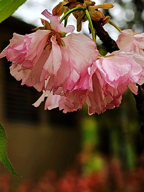 花卉系列 大自然的色彩盛宴