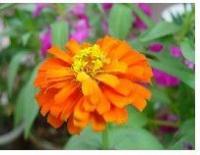 探寻优质水生花卉采购渠道 以青州鲁豫为例