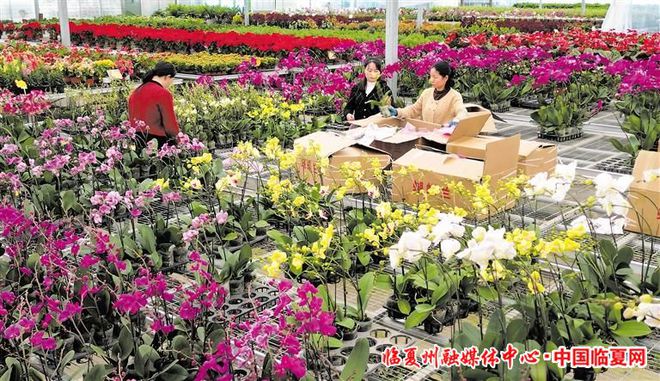 立冬过后，临夏花卉市场产销两旺迎春潮