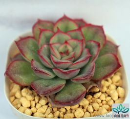 山东多肉花卉 价格、厂家、图片与苗木选购指南