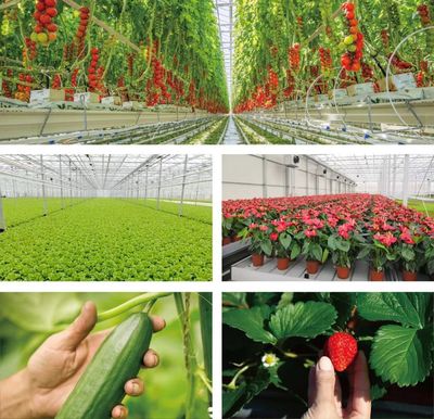 港珠澳现代农业示范园珠海动工 苗木产业迎来新机遇