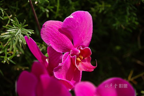 昆明世博园花卉采撷 一花一世界，一园一乾坤