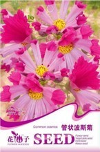 管状波斯菊 品种特性、栽培要点与苗木选购全指南