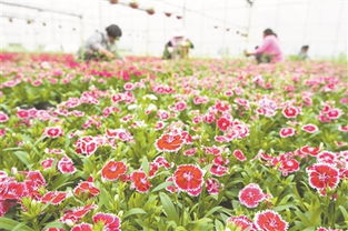 美丽产业 助力乡村振兴 花卉经济绽放新希望