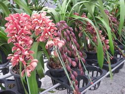 花卉世界网 走进东山兰苑，探访中韩花卉进出口公司的产品展示盛宴