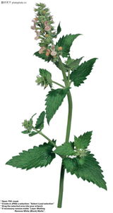 蔬果特写0074 叶影花姿中的生命韵律