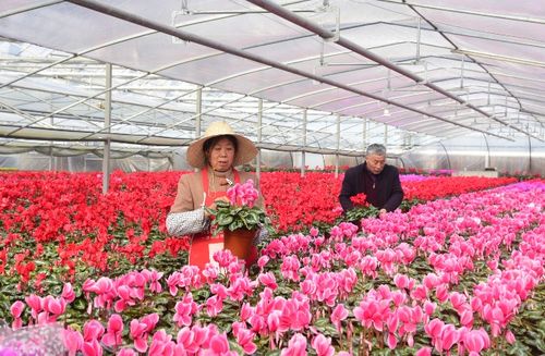 精品花卉，日渐俏销的时尚与情感之选