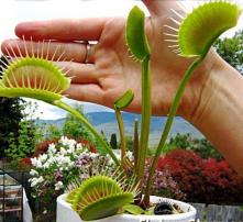 高清图片下的苗木世界 绿色产业的视觉盛宴