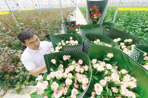 超级鲜花工厂 苗木产业的现代化变革