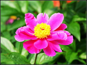 花卉之美 五彩斑斓的自然艺术