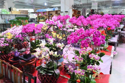 元旦花卉苗木市场迎来热销潮