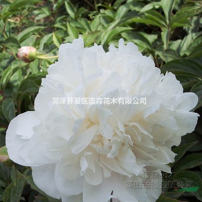 雪山紫玉芍药 多年生观赏盆栽花卉的理想选择